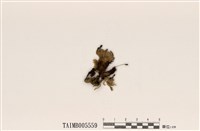 藏品(霜地卷)的圖片